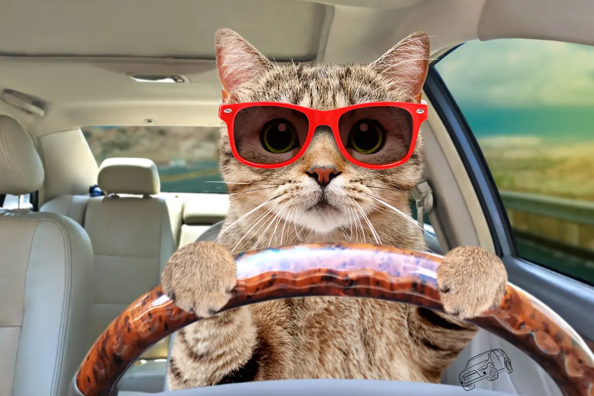 cat car seats